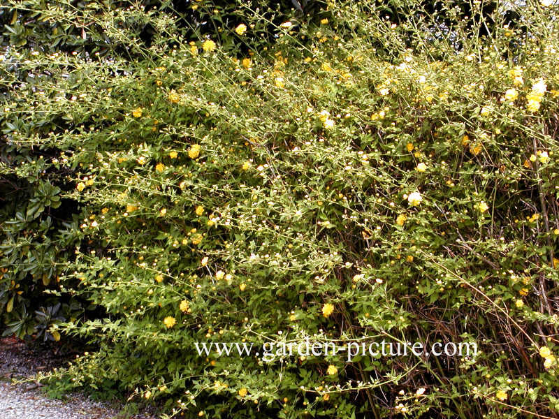 Kerria japonica 'Pleniflora'