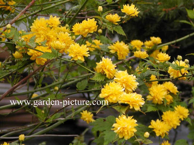 Kerria japonica 'Pleniflora'