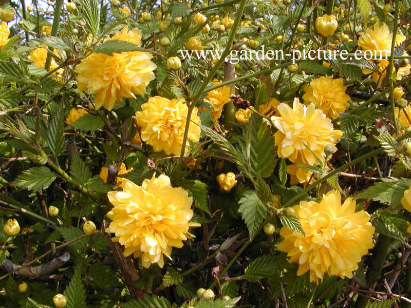 Kerria japonica 'Pleniflora'