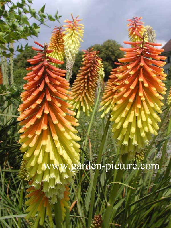 Kniphofia 'Royal Standard'