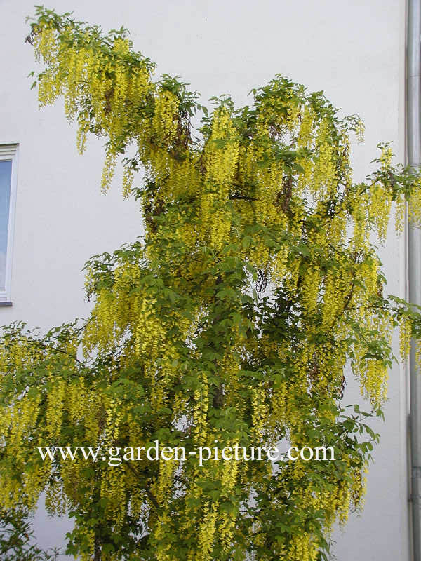 Laburnum watereri 'Vossii'