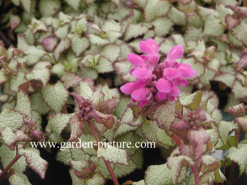 Lamium maculatum 'Beacon Silver'