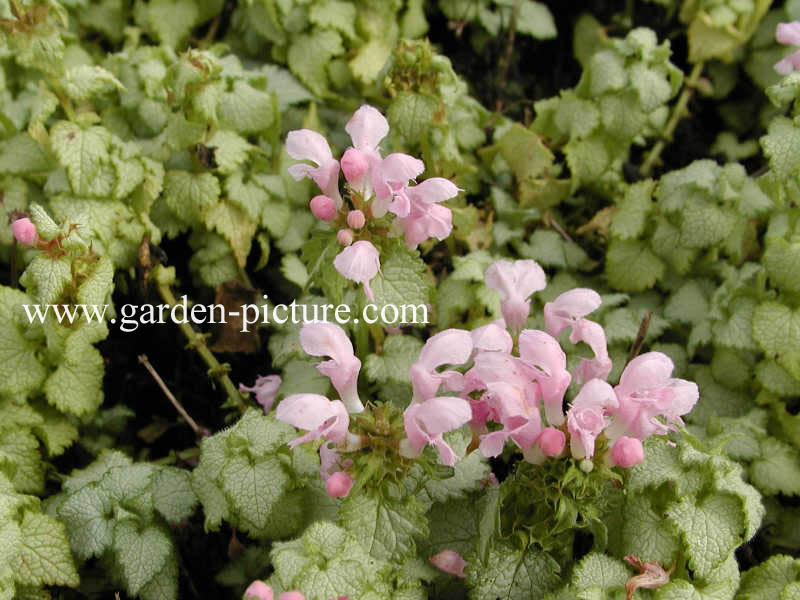 Lamium maculatum 'Pink Pewter'