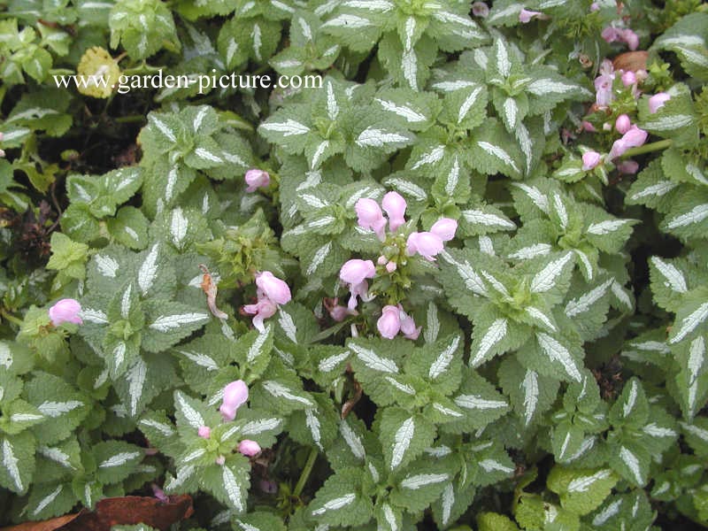 Lamium maculatum 'Shell Pink'