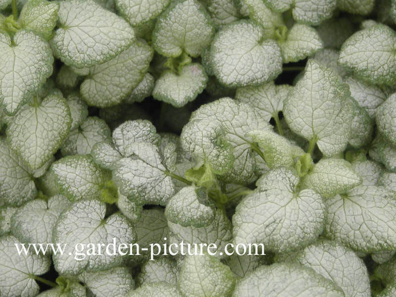 Lamium maculatum 'White Nancy'