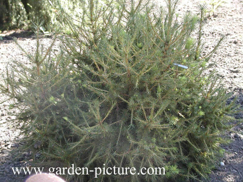 Larix decidua 'Corley'