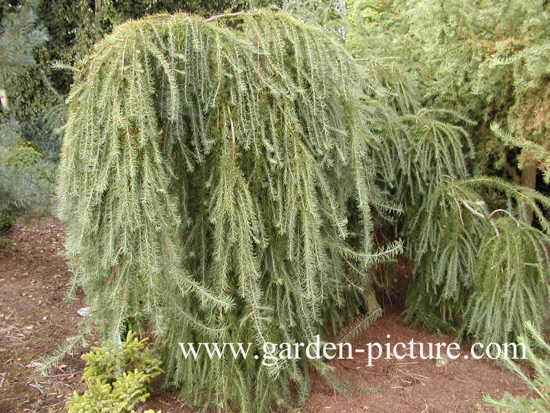 Larix kaempferi 'Pendula'