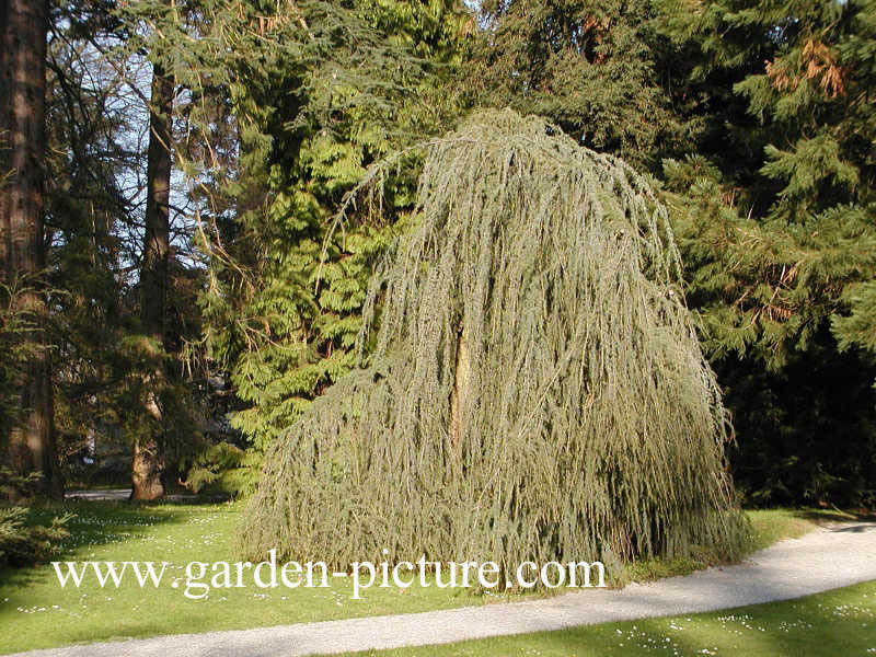 Larix kaempferi 'Pendula'