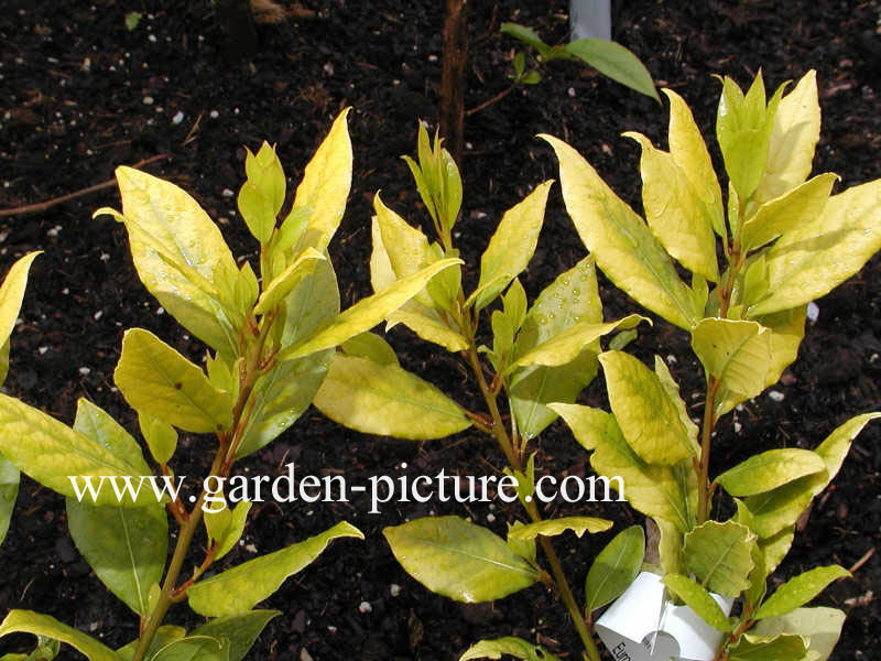 Laurus nobilis 'Aurea'