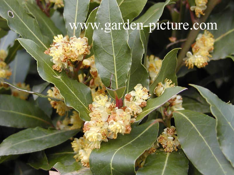 Laurus nobilis