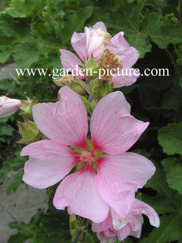 Lavatera 'Barnsley'