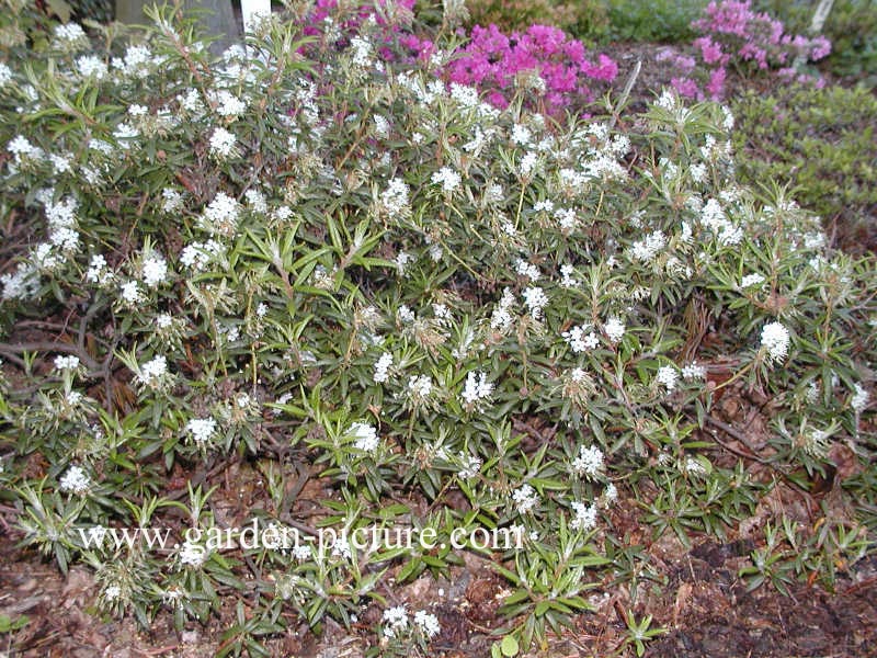 Rhododendron palustre decumbens