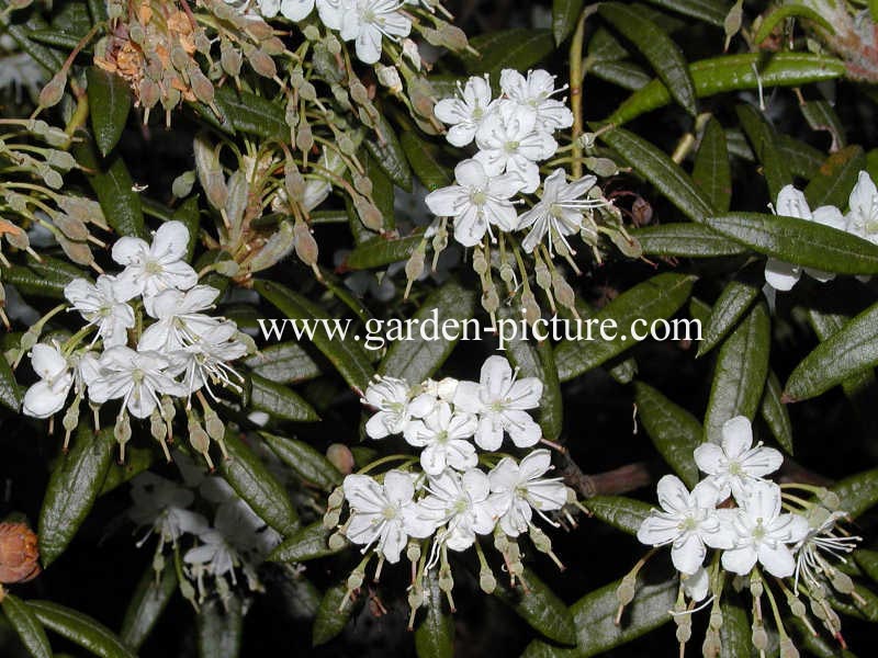 Rhododendron palustre decumbens