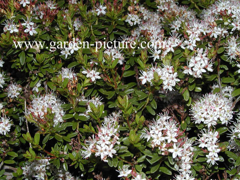 Leiophyllum buxifolium