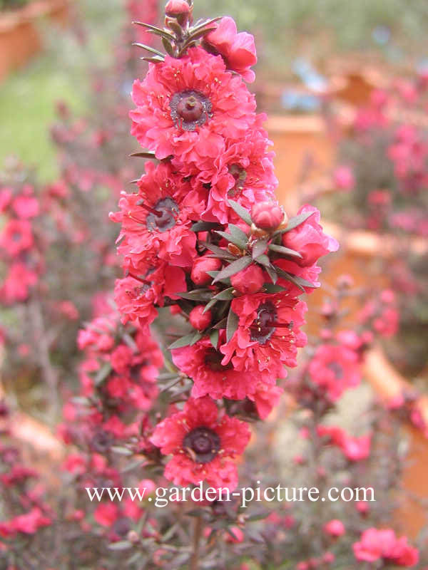 Leptospermum scoparium 'Red Damask'