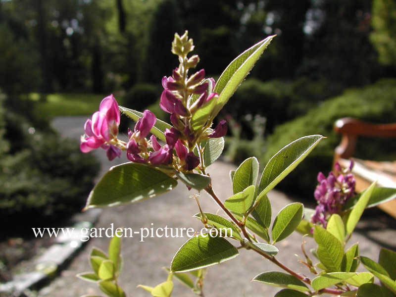 Lespedeza buergeri