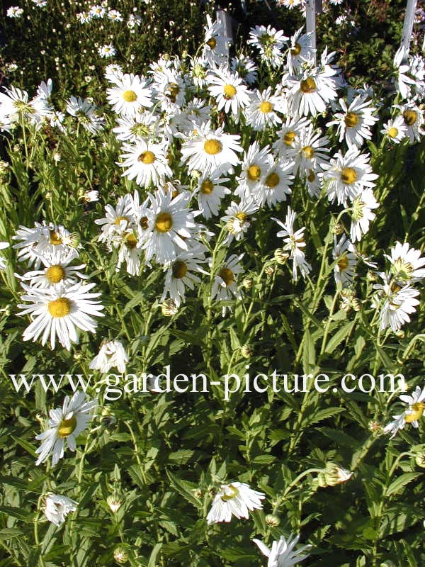 Leucanthemella serotina