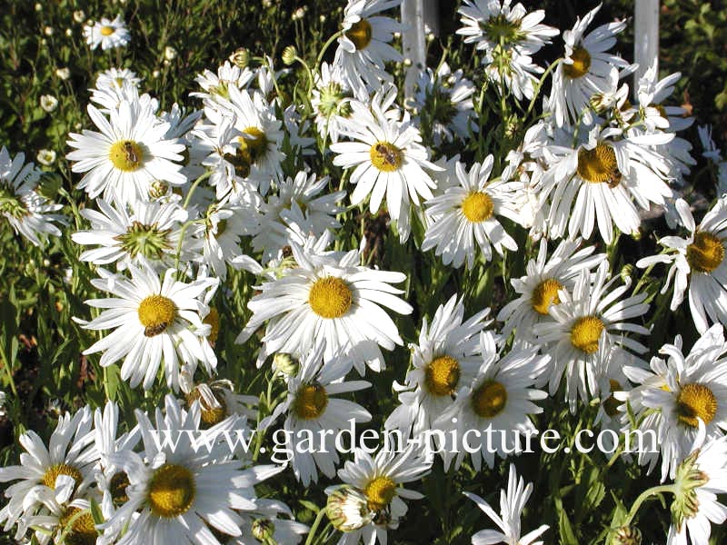 Leucanthemella serotina