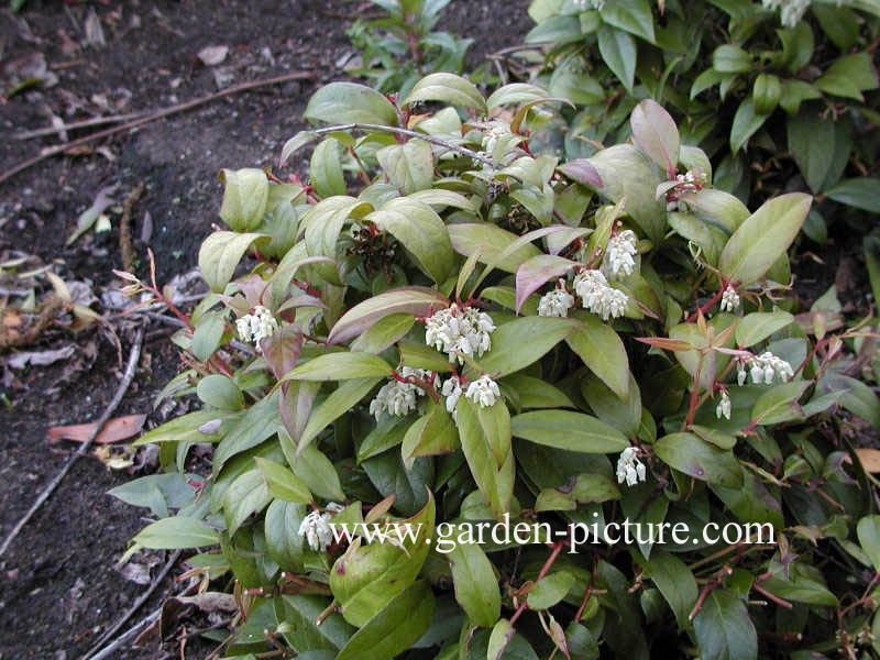 Leucothoe fontanesiana 'Rollissonii'