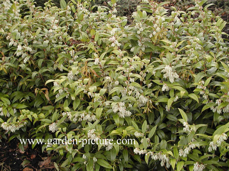 Leucothoe fontanesiana 'Rollissonii'