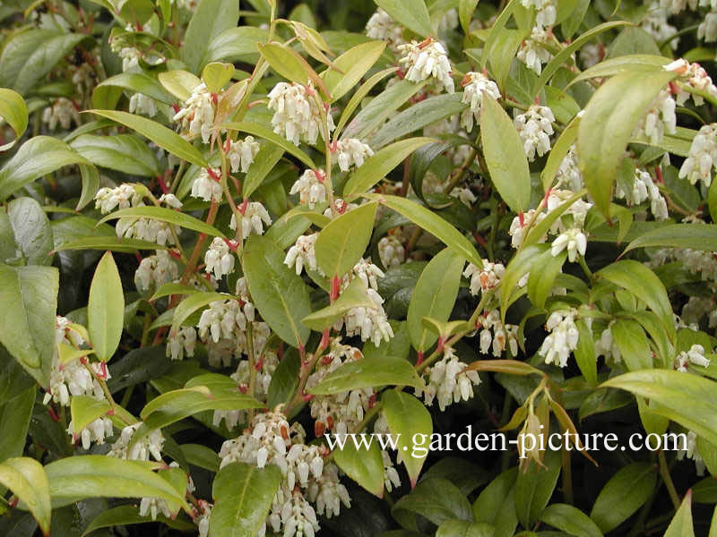 Leucothoe fontanesiana 'Rollissonii'