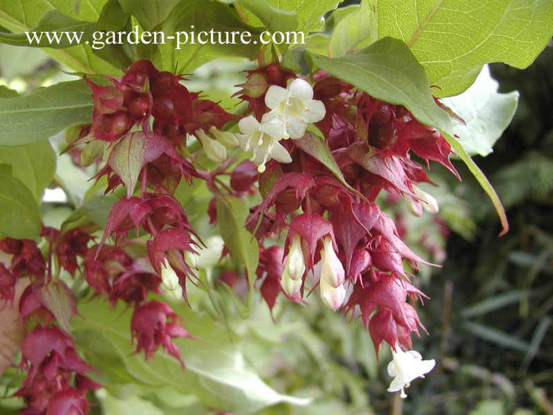 Leycesteria formosa
