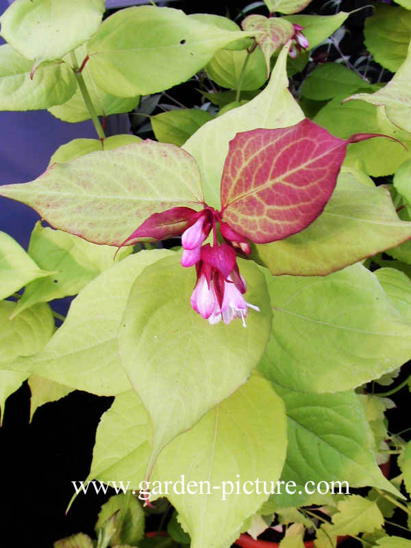 Leycesteria formosa 'Notbruce' (GOLDEN LANTERN)