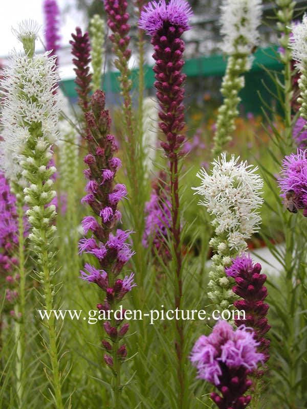 Liatris spicata