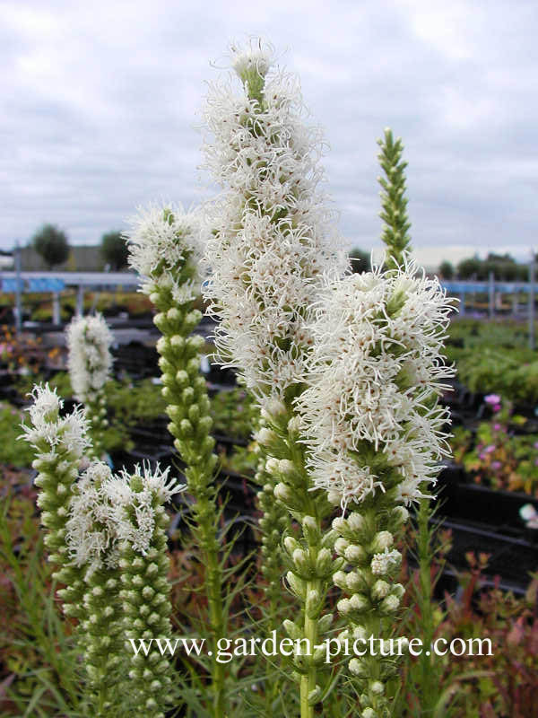 Liatris spicata 'Alba'