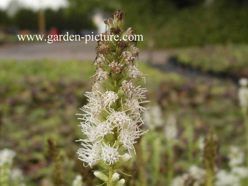 Liatris spicata 'Alba'