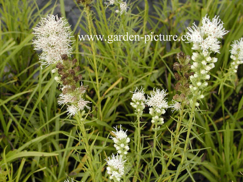 Liatris spicata 'Alba'