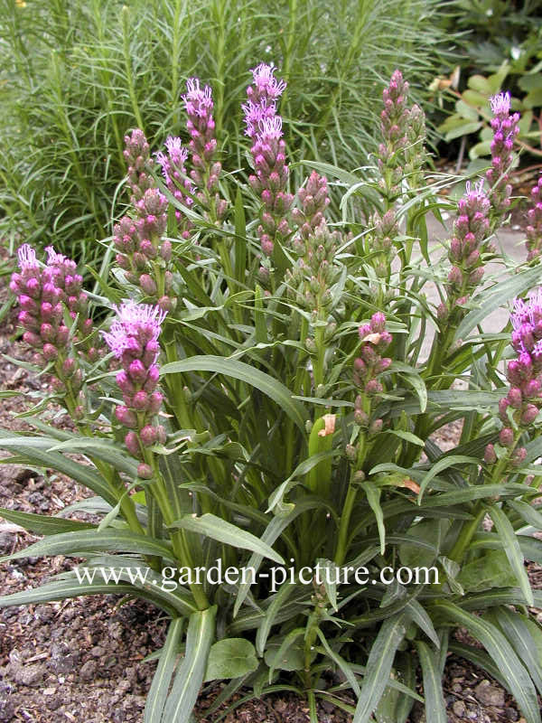 Liatris spicata 'Kobold'