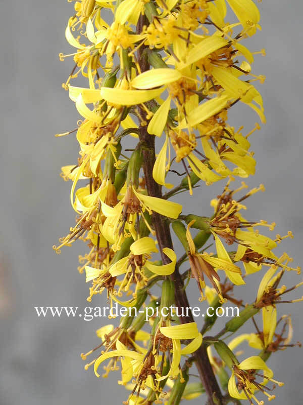 Ligularia stenocephala 'The Rocket'