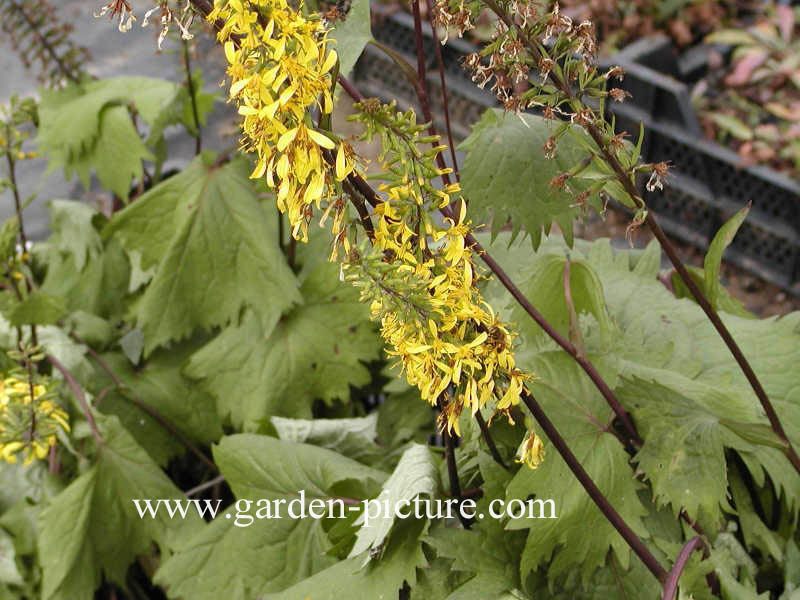 Ligularia stenocephala 'The Rocket'