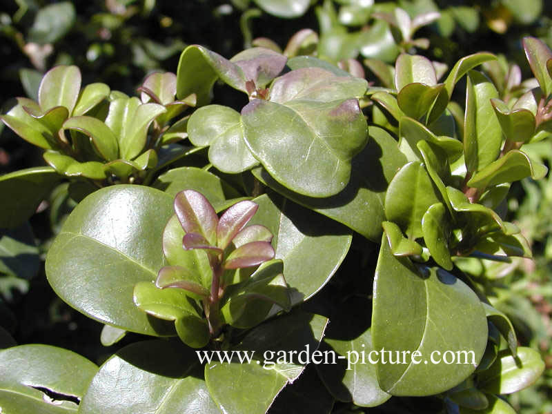 Ligustrum japonicum 'Rotundifolium'