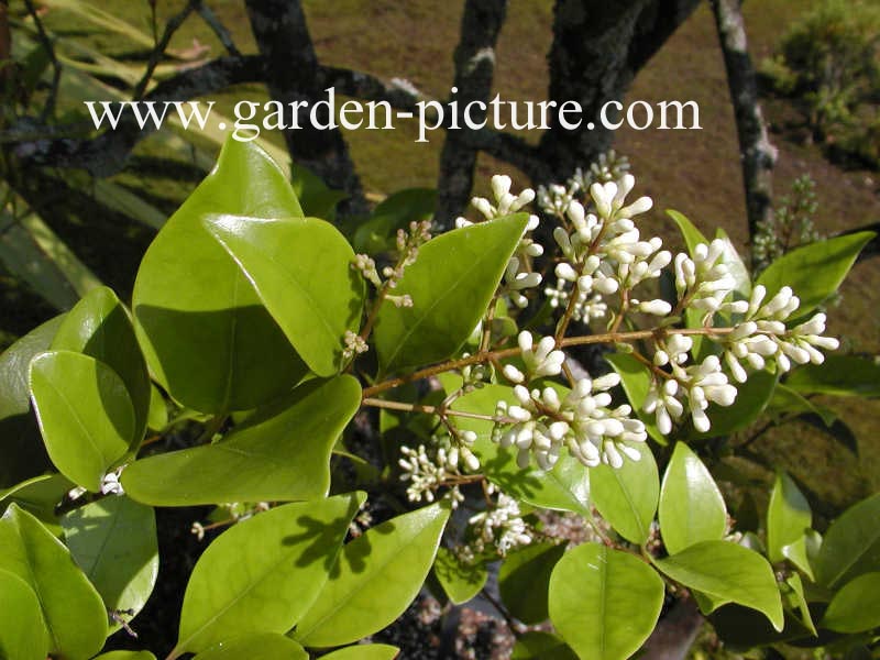 Ligustrum japonicum 'Rotundifolium'