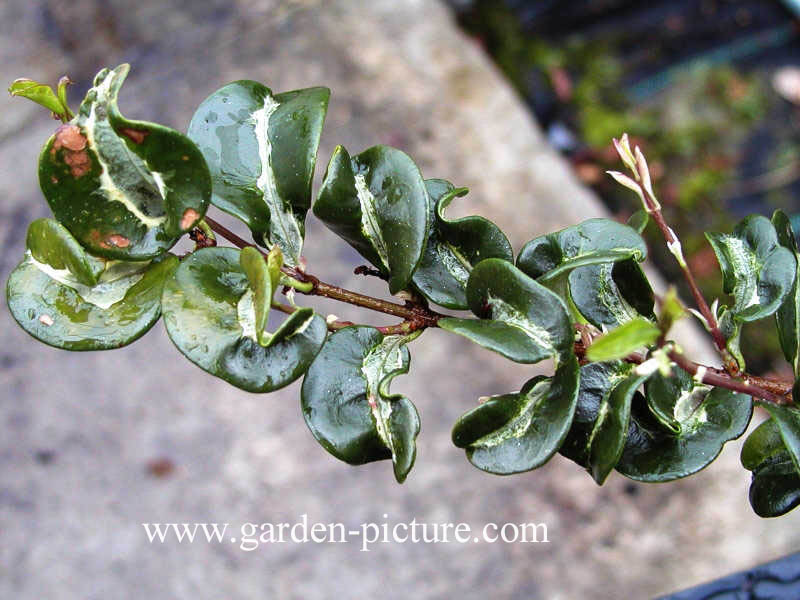Ligustrum japonicum 'Silver Curls'