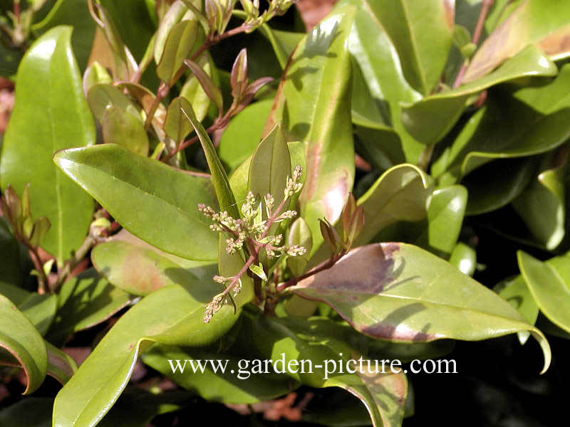 Ligustrum japonicum 'Texanum'