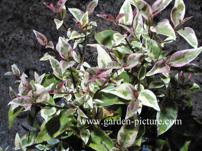 Ligustrum lucidum 'Excelsum Superbum'