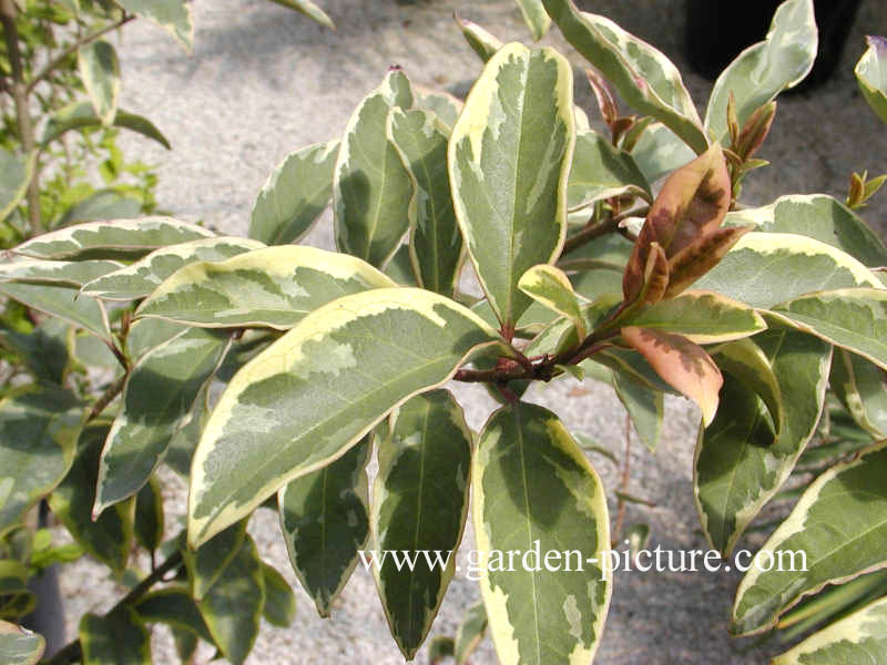 Ligustrum lucidum 'Excelsum Superbum'