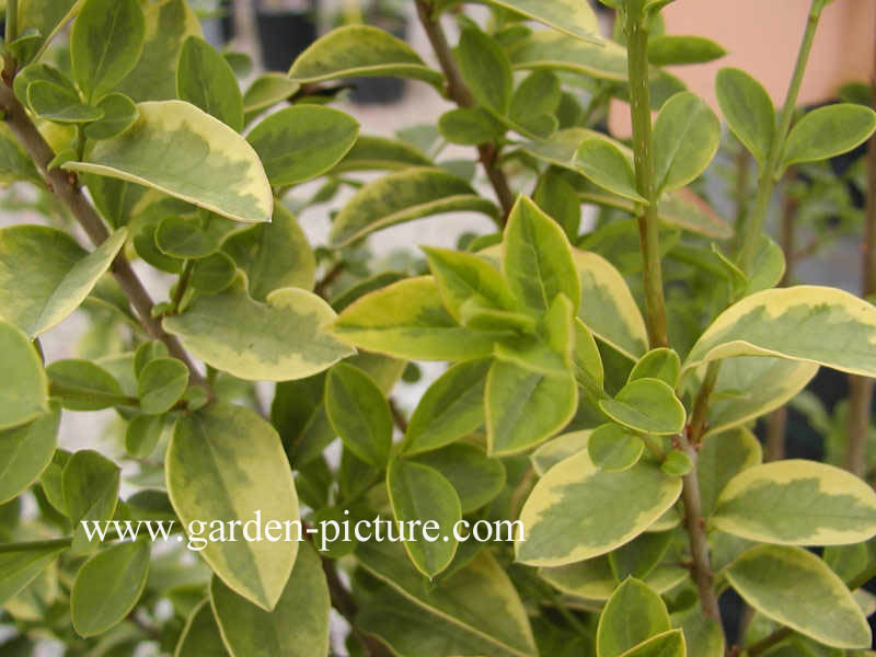 Ligustrum ovalifolium 'Aureum'