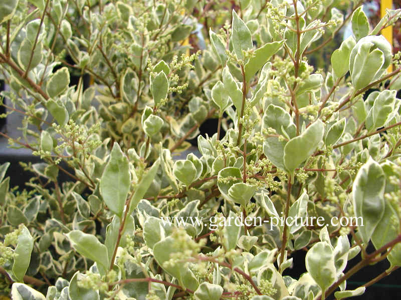 Ligustrum ovalifolium 'Argenteum'