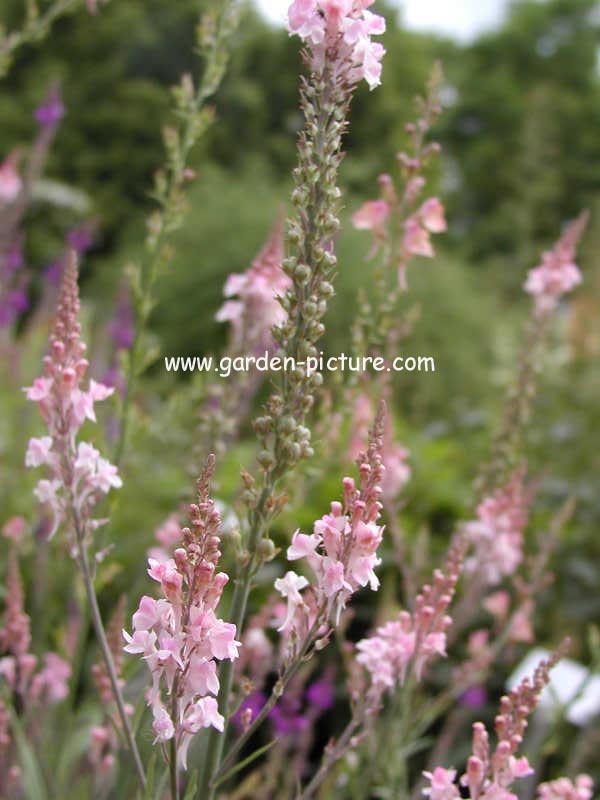 Linaria purpurea