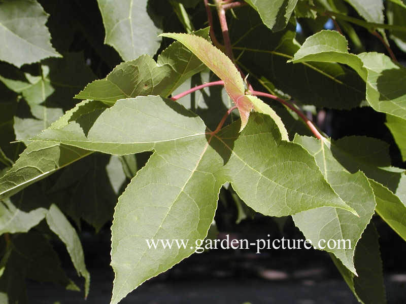 Liquidambar formosana