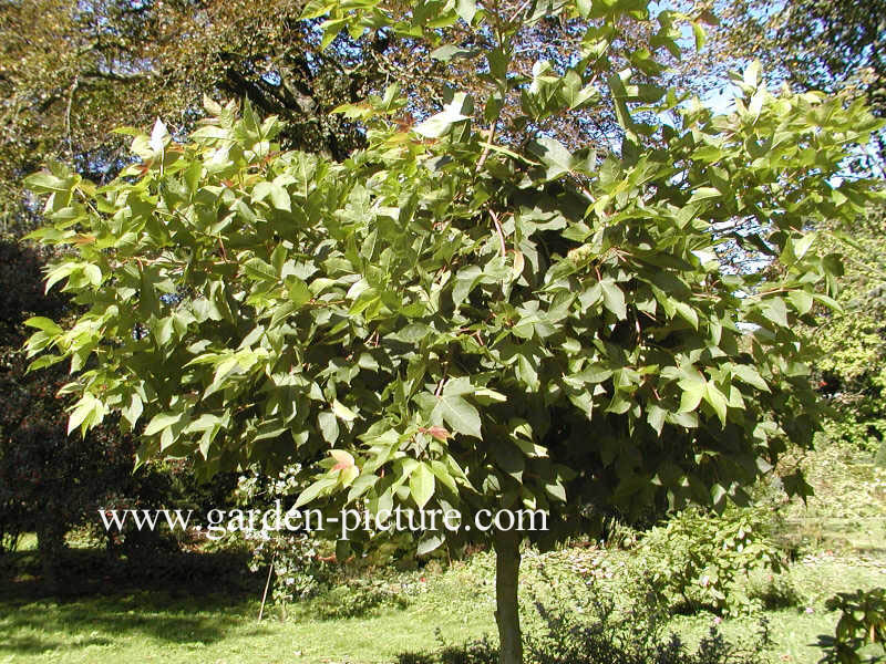 Liquidambar formosana