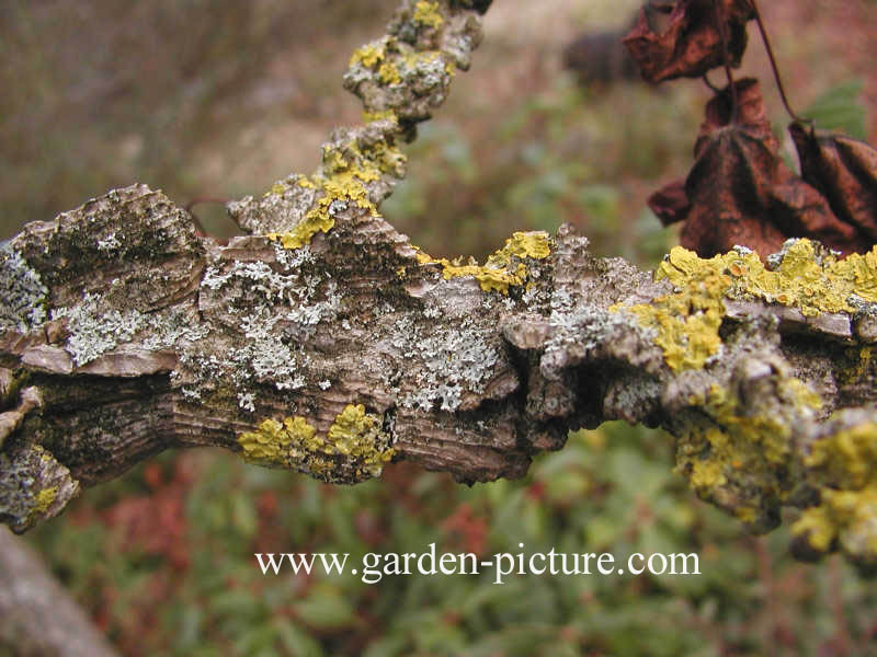 Liquidambar styraciflua