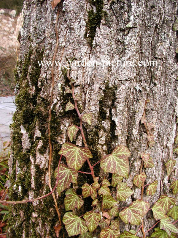 Liquidambar styraciflua