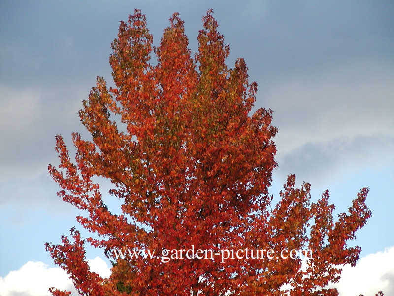 Liquidambar styraciflua