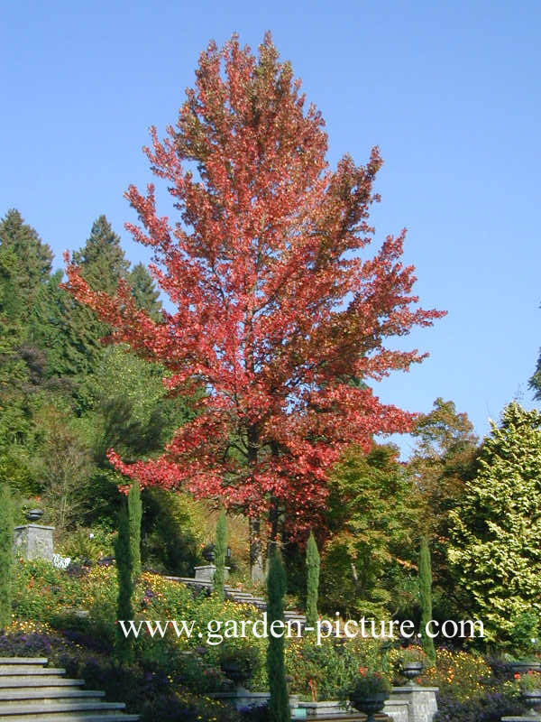 Liquidambar styraciflua