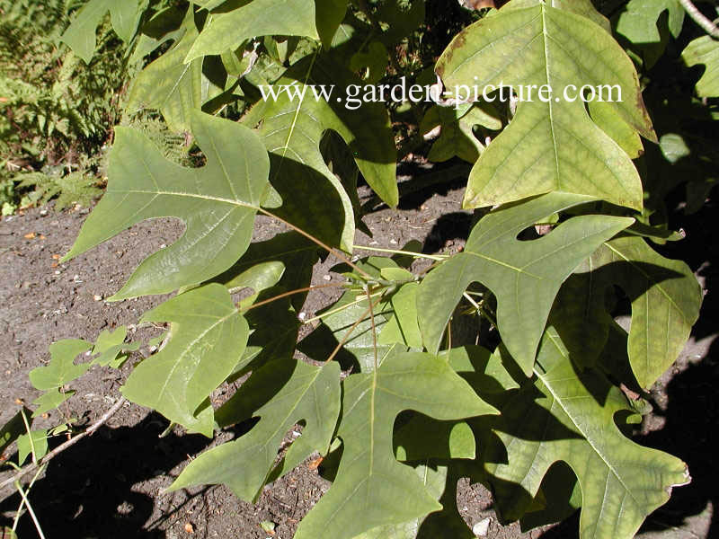 Liriodendron chinense